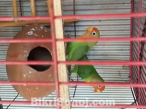 Love Bird
